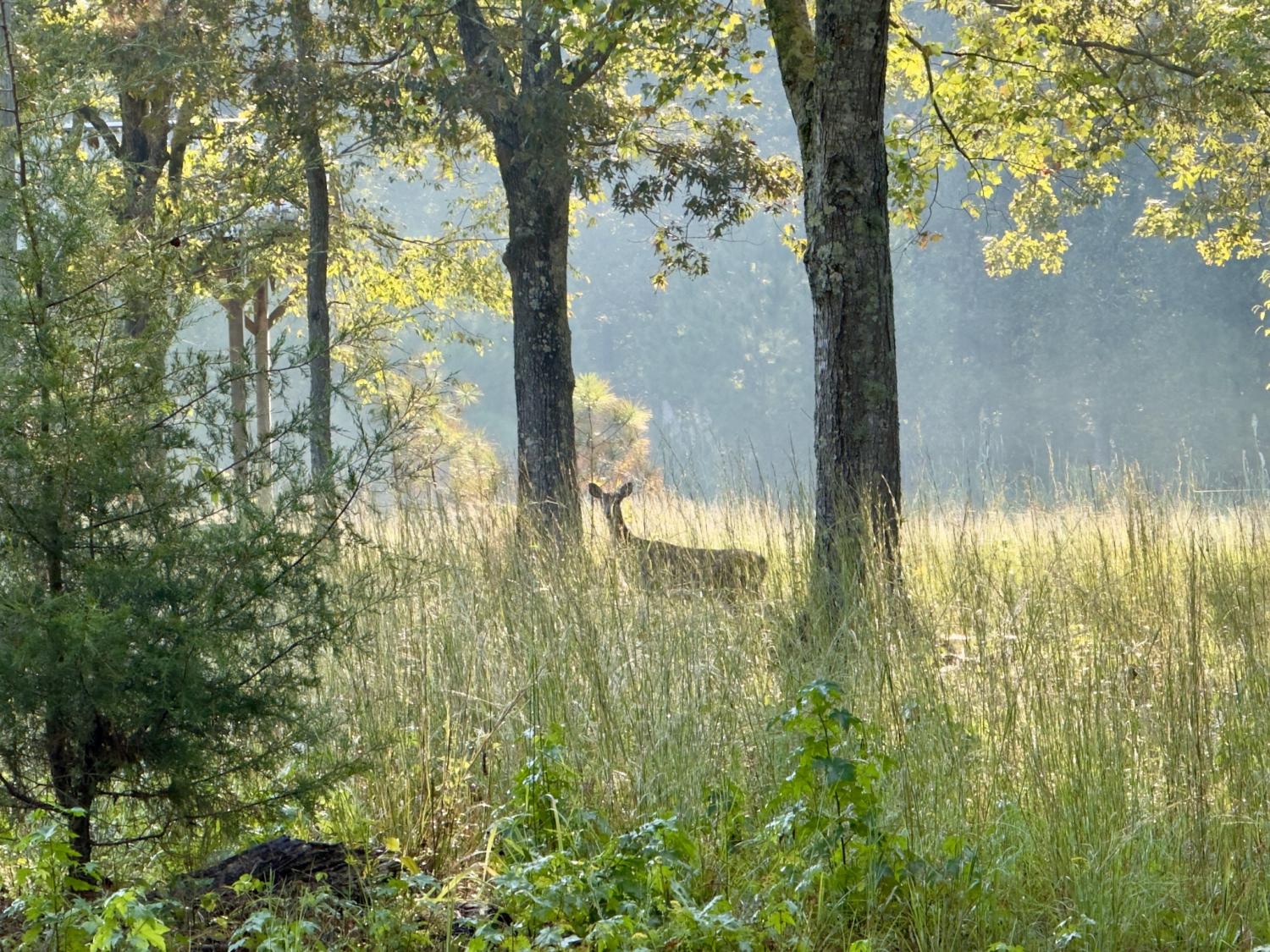 180-Webb-Rd-Ext For Sale