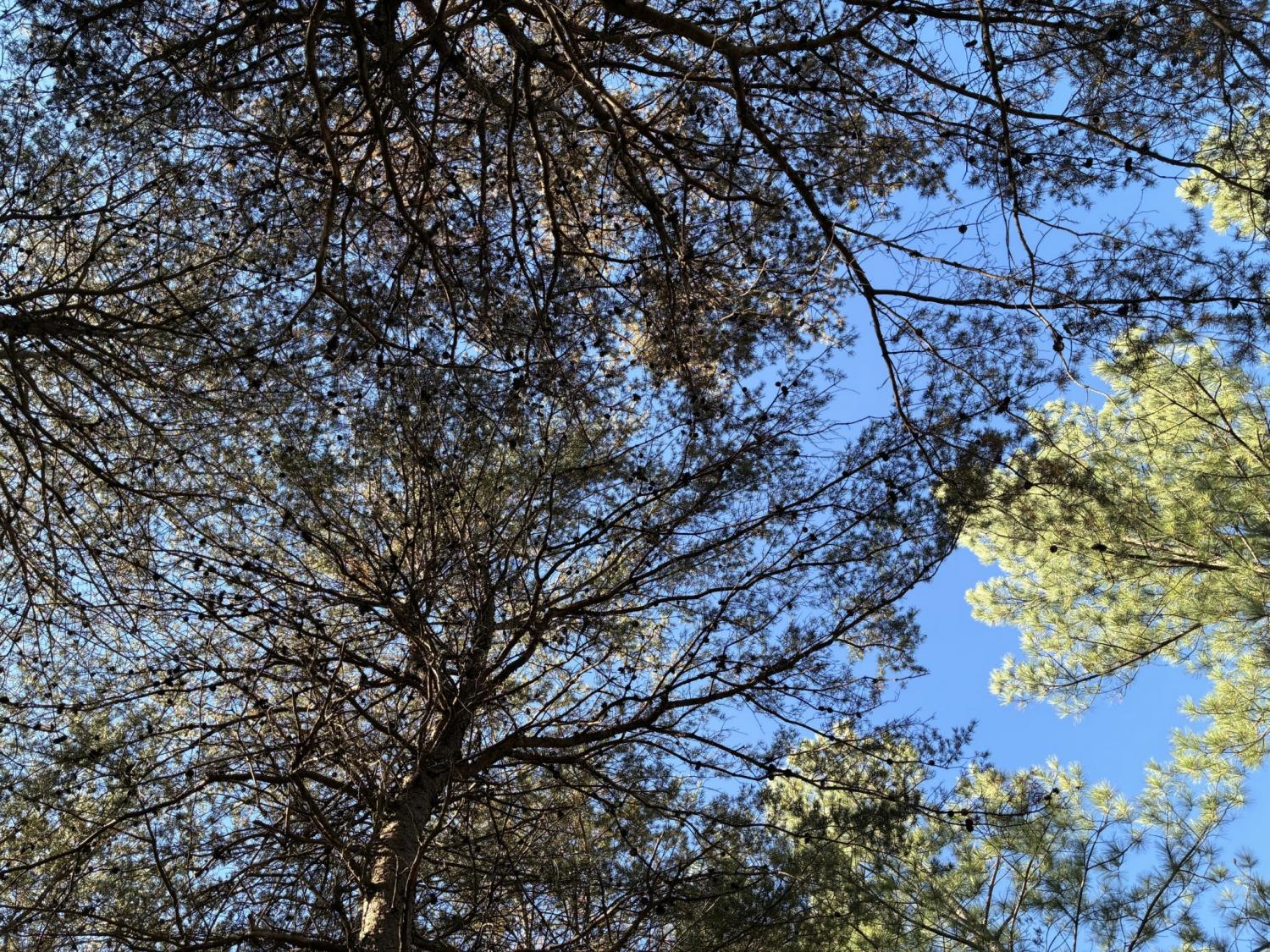 4690-Split-Rail-Way For Sale