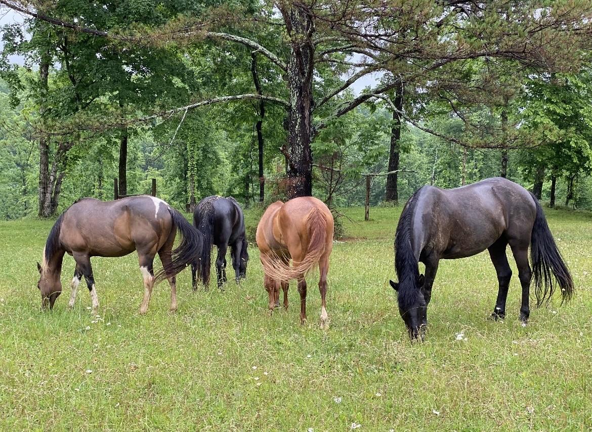 925-Bumpas-Rd For Sale