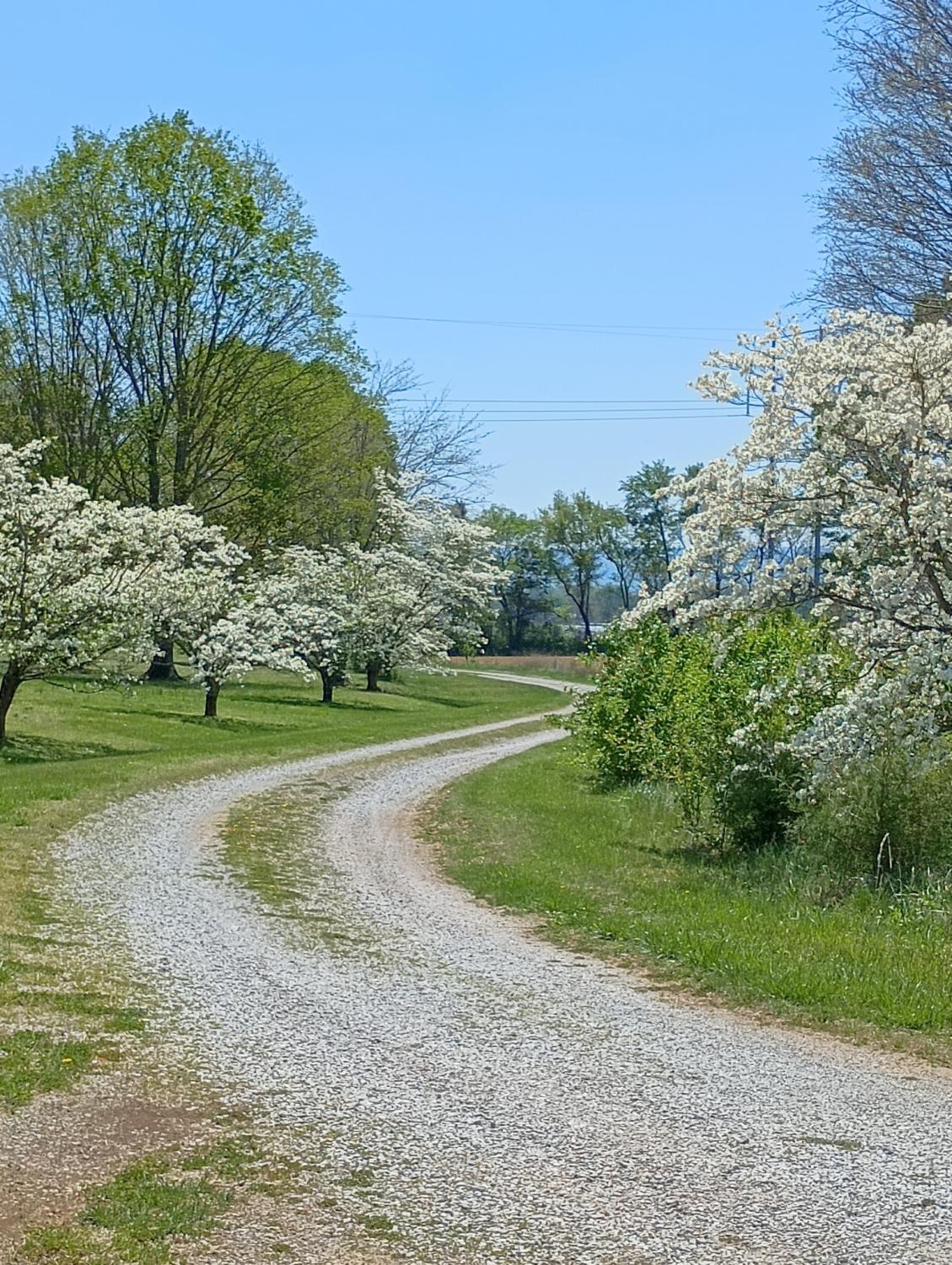 240-Dogwood-Dr For Sale